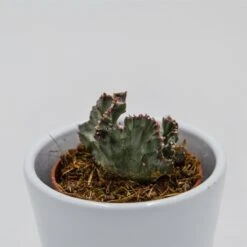 Euphorbia Lactea F. Variegata Cristata - 5,5cm