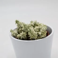 Euphorbia Mammillaris F. Variegata - 8,5cm