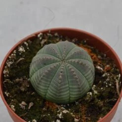 Euphorbia Obesa - 8,5cm