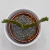 Euphorbia Stellata - 5,5cm
