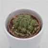 Euphorbia Susannae - 5,5cm