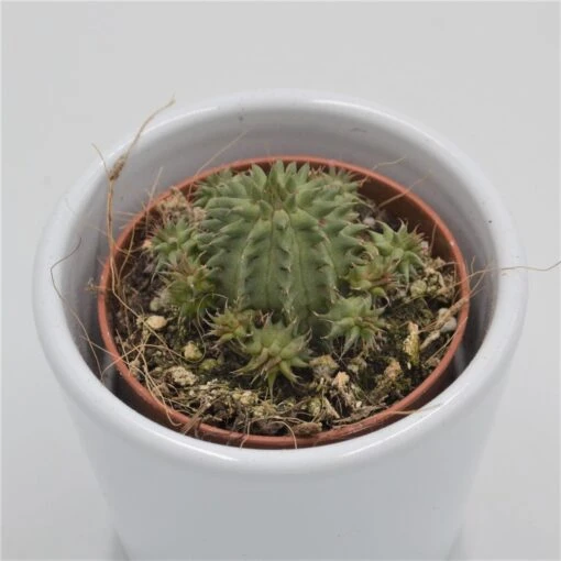 Euphorbia Susannae - 5,5cm -Günstiges Lichtnelke Geschäft euphorbia susannae 5cm2