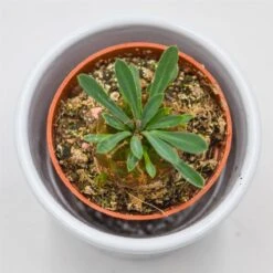 Euphorbia Suzanne X Bupleurifolia - 5,5cm