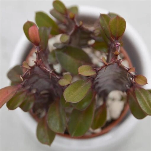 Euphorbia Trigona Rubra - 5,5cm -Günstiges Lichtnelke Geschäft euphorbia trigona rubra 5cm