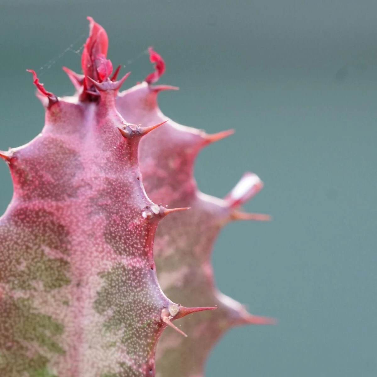 Euphorbia Trigona Rubra - 5,5cm 5 Euphorbia Trigona Rubra - 5,5cm - Image 5