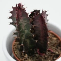 Euphorbia Trigona Rubra - 5,5cm 6 Euphorbia Trigona Rubra - 5,5cm -Günstiges Lichtnelke Geschäft euphorbia trigona rubra 5cm4