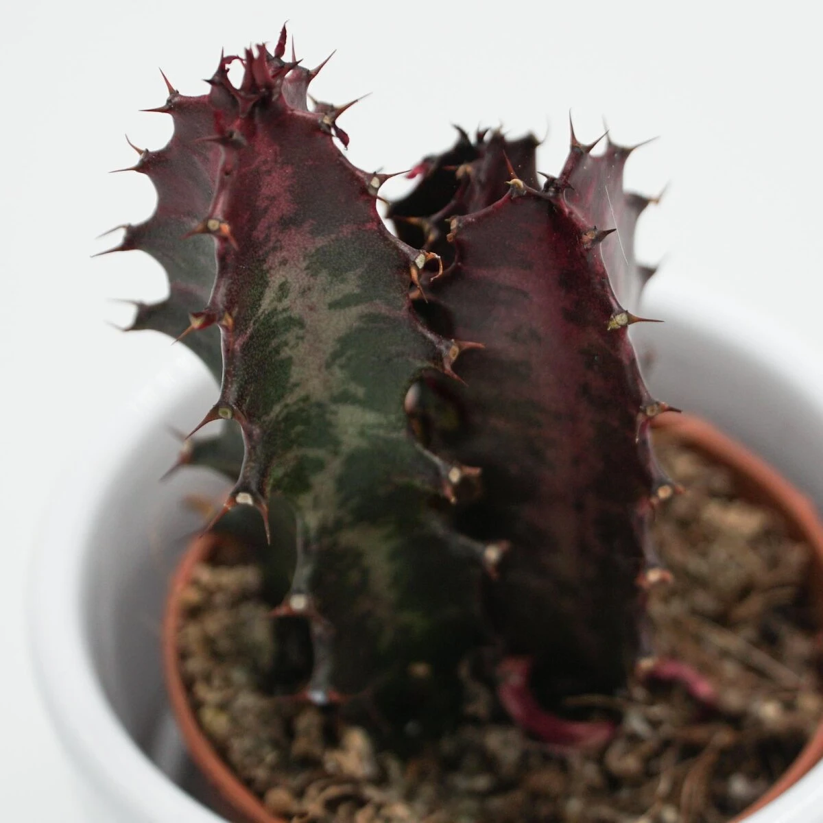 Euphorbia Trigona Rubra - 5,5cm 2 Euphorbia Trigona Rubra - 5,5cm - Image 2