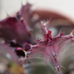 Euphorbia Trigona Rubra - 5,5cm 7 Euphorbia Trigona Rubra - 5,5cm -Günstiges Lichtnelke Geschäft euphorbia trigona rubra 5cm5