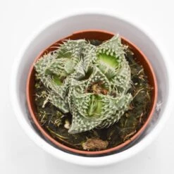 FaucariaMonster - 8,5cm -Günstiges Lichtnelke Geschäft faucaria monster 8cm