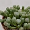 Fenestraria Aurantiaca - 8,5cm