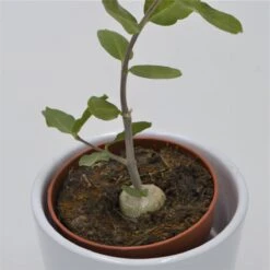 Fockea Edulis - 8,5cm