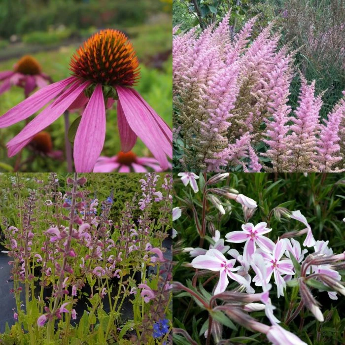 14 Pflanzen (Garten In Rosa) Mix 1 14 Pflanzen (Garten In Rosa) Mix