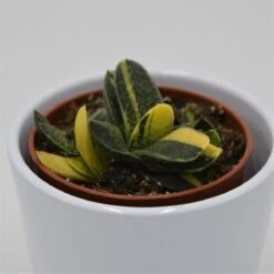 Gasteria Bicolor F. Variegata - 8,5cm