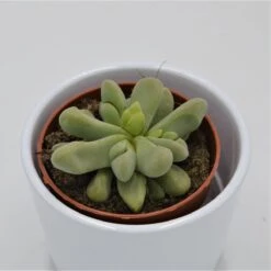 Glottiphyllum Nelii - 8,5cm