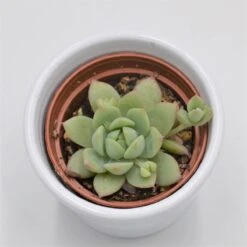 Graptopetalum Peron - 6cm