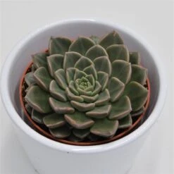 Graptopetalum Vega - 8,5cm