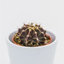 Gymnocalycium Friedrichii - 5,5cm