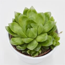 Haworthia Cymbiformis - 10,5cm