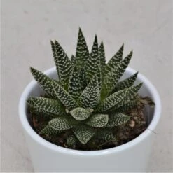 Haworthia Fasciata Albert - 8,5cm