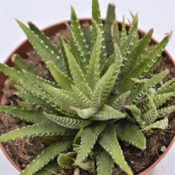 Haworthia Fasciata Variegata - 10,5cm