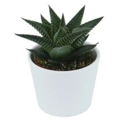 Haworthia Limifolia - 6cm -Günstiges Lichtnelke Geschäft haworthia limifolia 6cm3