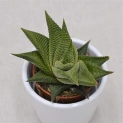 Haworthia Limifolia Twister - 5,5cm