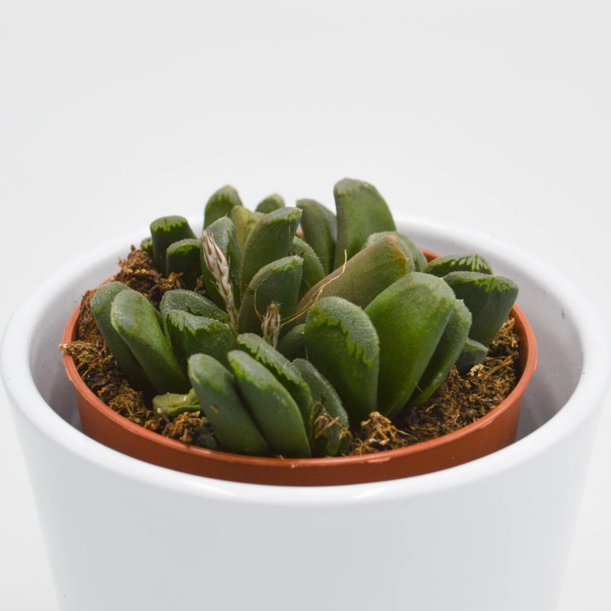 Haworthia Maughanii X Truncata - 8,5cm 2 Haworthia Maughanii X Truncata - 8,5cm - Image 2