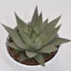 Haworthia Savanna - 10,5cm