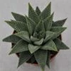 Haworthia Spider White - 8,5cm