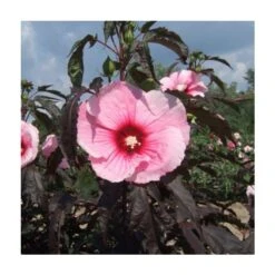 Riesen-Hibiskus (Hibiscus Moscheutos) Summer Storm®