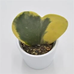 Hoya Kerrii F. Variegata - 6cm