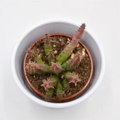 Huernia Schneideriana Predator Red - 8cm