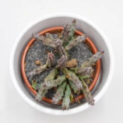 Huernia X Pendurata - 8cm