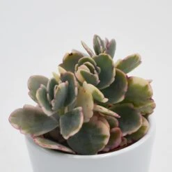 Kalanchoe F. Variegata Tricolor - 5,5cm