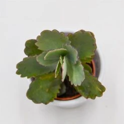 Kalanchoe Fedtschenkoi - 5,5cm