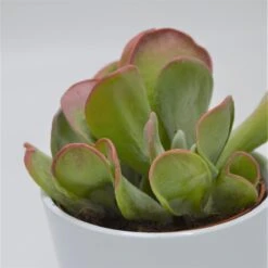 Kalanchoe Lady Finger - 12cm