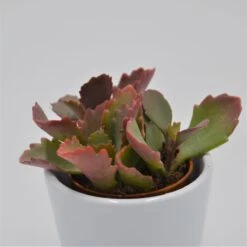 Kalanchoe Rubinea - 8,5cm
