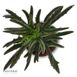 Kalanchoe Spider - 6cm