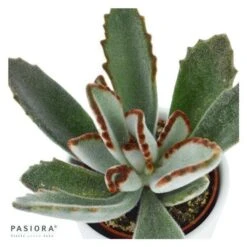 Kalanchoe Tomentosa - 6cm -Günstiges Lichtnelke Geschäft kalanchoe tomentosa 6cm3