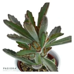 Kalanchoe Tomentosa Rubra - 6cm -Günstiges Lichtnelke Geschäft kalanchoe tomentosa rubra 6cm3