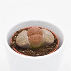 Lithops Ssp. - 5,5cm