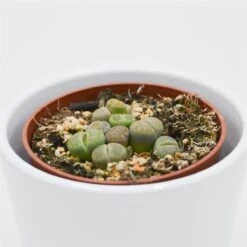 Lithops Ssp. - 8,5cm