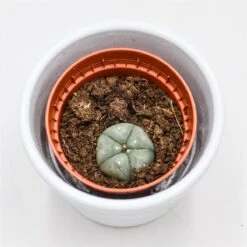 Lophophora Williamsii (Peyote Kaktus) - 5,5cm