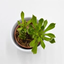 Monadenium Stapelioides - 5,5cm