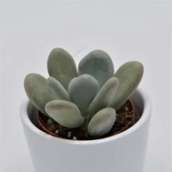 Pachyphytum Bracteosum - 5,5cm