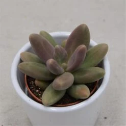 Pachyphytum Captain Jessop - 5,5cm