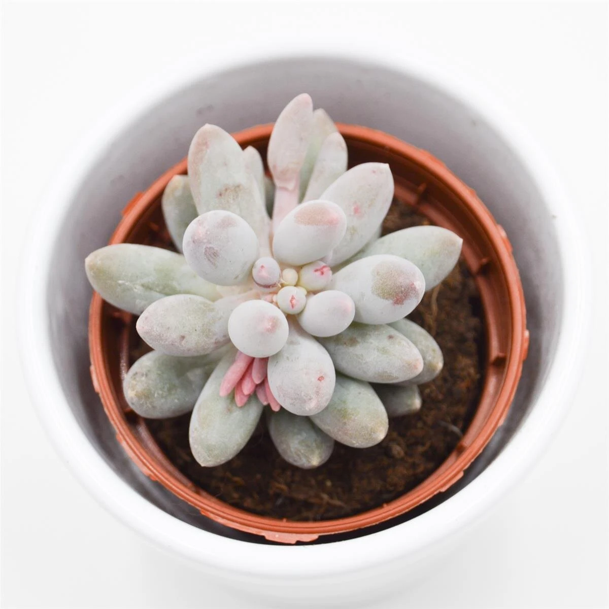 Pachyphytum Machucae - 5,5cm 1 Pachyphytum Machucae - 5,5cm