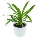 Pachypodium Lamerei - 6cm