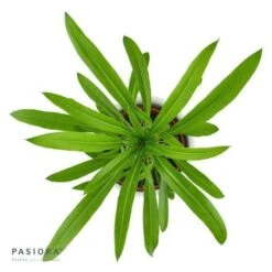 Pachypodium Lamerei - 6cm -Günstiges Lichtnelke Geschäft pachypodium lamerei 6cm2