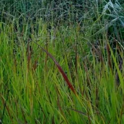 Garten-Rutenhirse (Panicum Virgatum) Cheyenne Sky